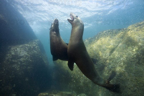 California sea lions