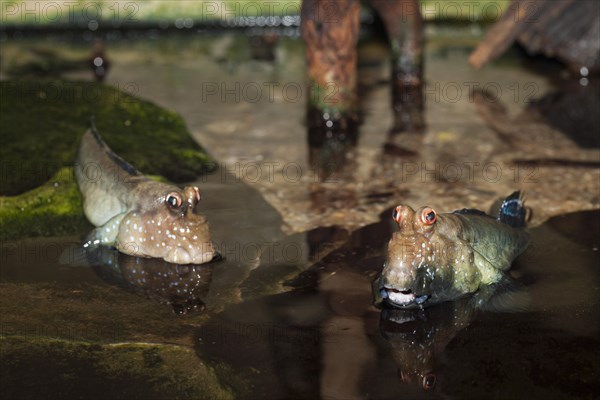 Mudskipper