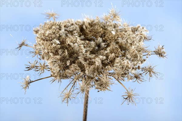 Wild carrot