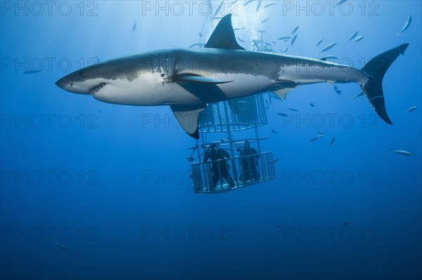 Cage diving with great white shark