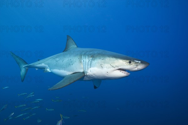 Great white shark