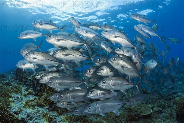 Shoal of bigeye spiny dogfish