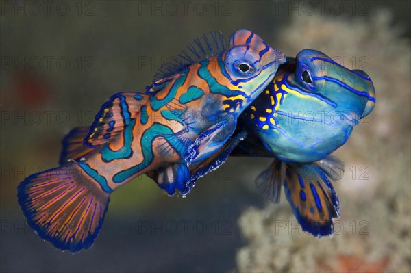 Mating mandarin fish