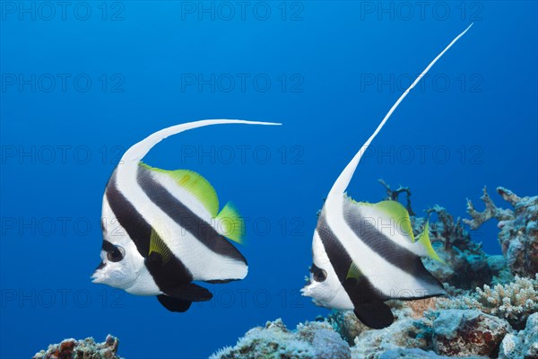 Pair of bannerfish