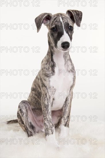 Whippet