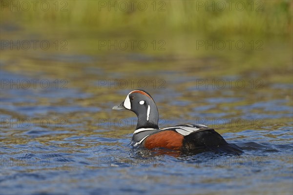 Harlequin duck