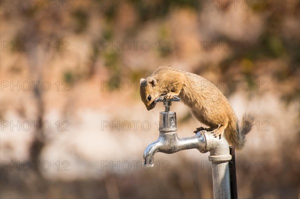 Smith's bush squirrel