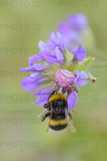 Goldenrod crab spider