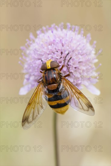 Hornet Mimic Hoverfly