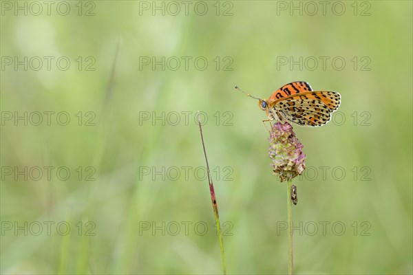 Spotted fritillary