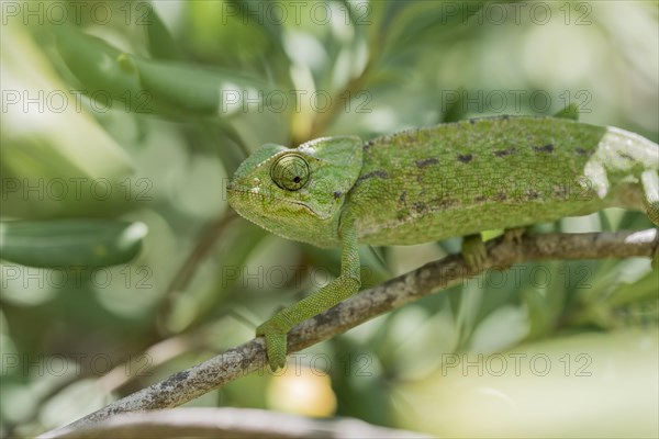 Mediterranean chameleon