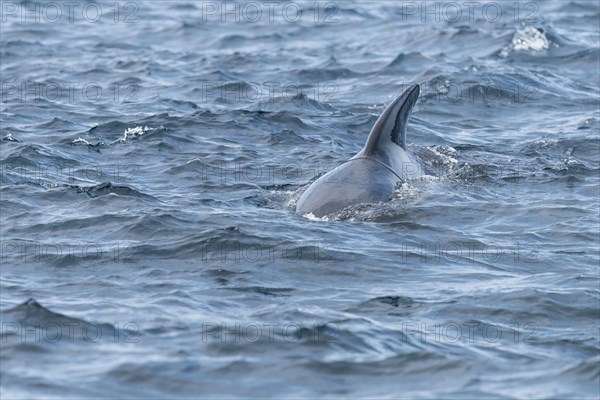 Long-finned pilot whale