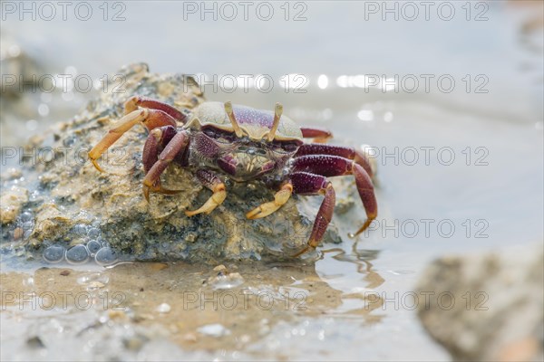 Male European fiddler crab