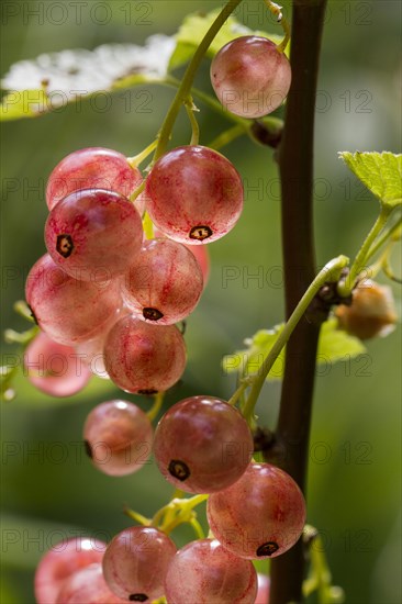 Redcurrant