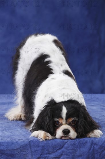 Cavalier King Charles Spaniel