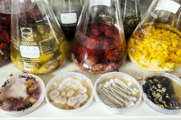 Samples with fungi in the fungus room at the Institute for Pharmaceutical Biology and Biotechnology of the Heinrich-Heine-University Duesseldorf