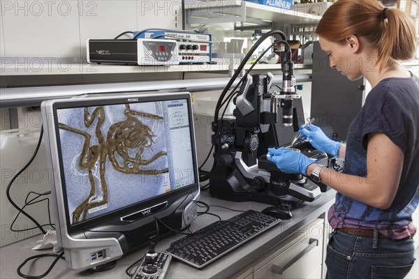 Biologist of the research group Aquatic Ecosystems at the microscope