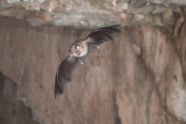 Lesser horseshoe bat