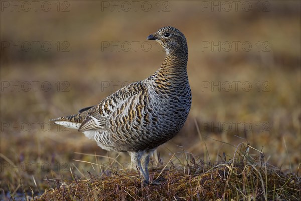 Black grouse