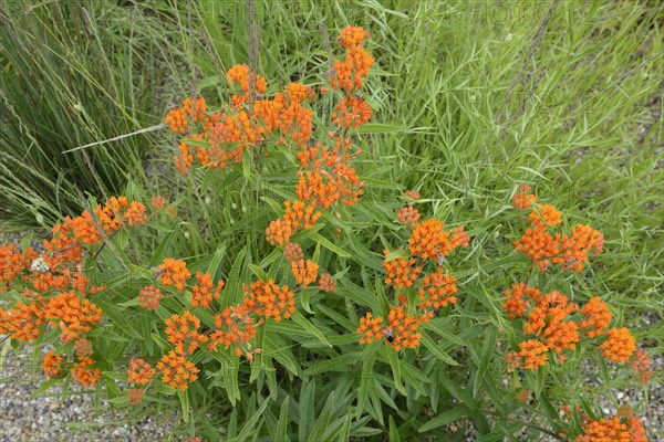 Butterfly weed