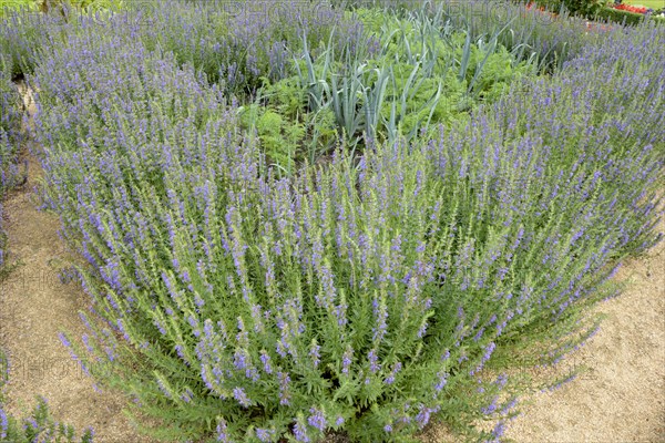 Herb hyssop