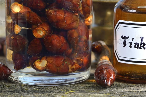 Production of chestnut bud tincture