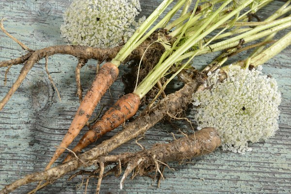 Wild carrot