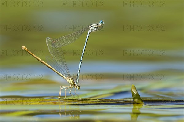 White-legged damselfly