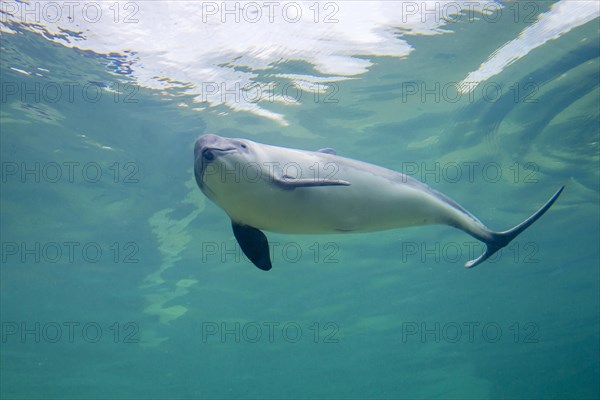 Harbour porpoise