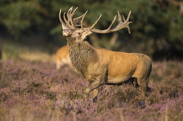 Red deer