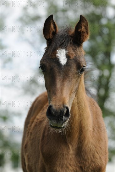 Arabian thoroughbred