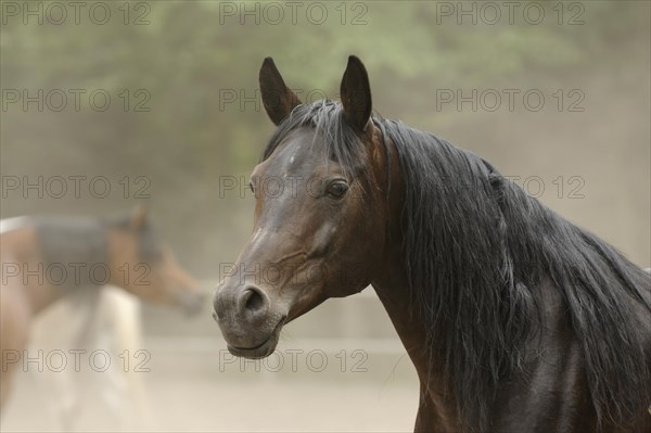 Arabian thoroughbred