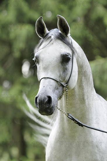 Arabian thoroughbred