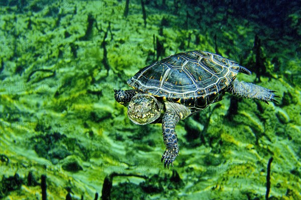 European pond turtle