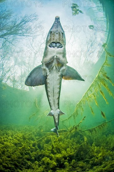 Siberian sturgeon