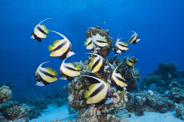 Shoal of Red Sea Bannerfish