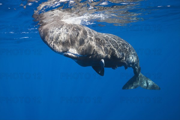 Sperm whale