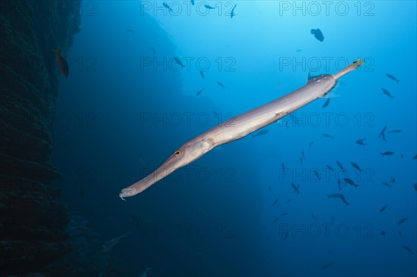 Trumpetfish