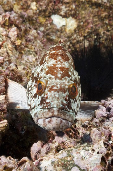 Starry grouper