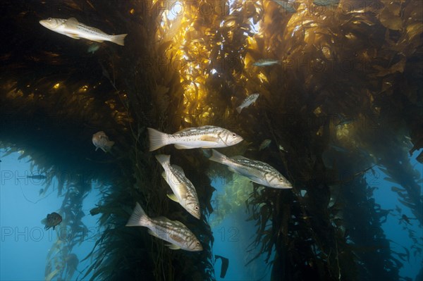 Kelp perch in kelp forest