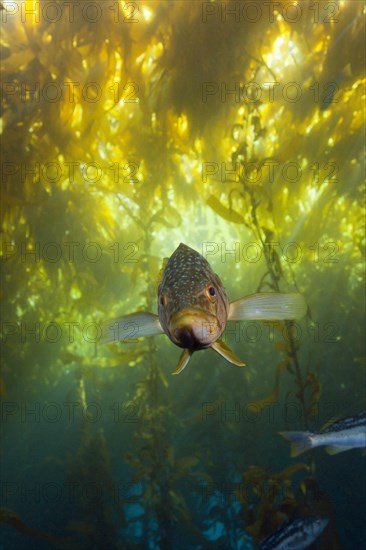 Kelp perch in kelp forest