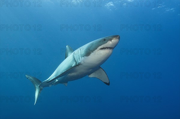 Great White Shark