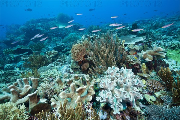 Reef with hard corals and leather corals