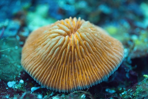 Fluorescent mushroom coral