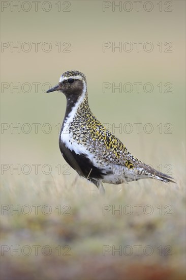 European golden plover