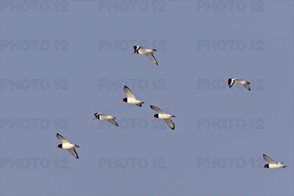 Eurasian oystercatcher