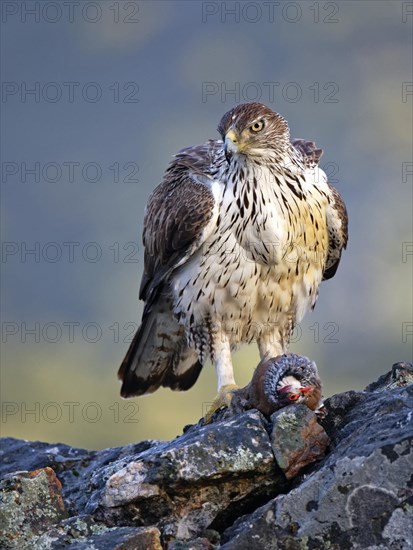 Bonelli's eagle