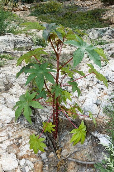 Castor oil plant