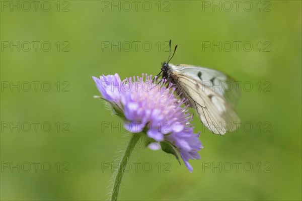 Male Black Apollo