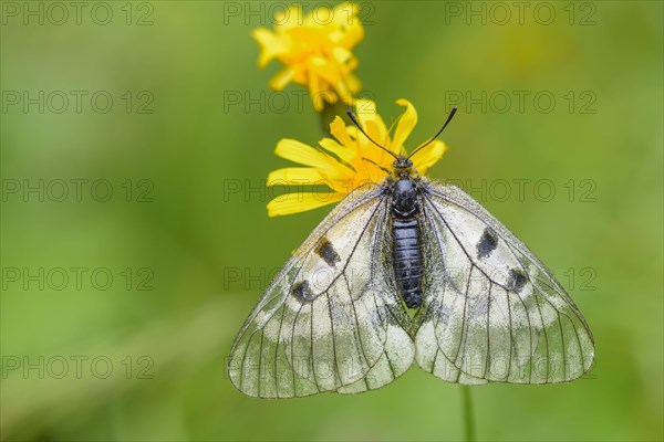 Female Black Apollo